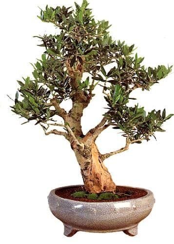 EL MEJOR BONSAI DE OLIVO