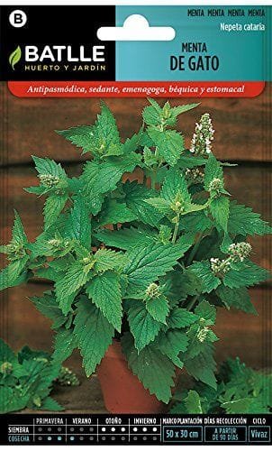 Catnip Semillas