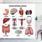 Accesorios Organos Del Sistema Digestivo