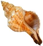 Las Mejores Caracolas De Mar