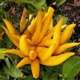 La mejor mano de buda