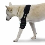 Bursitis En Codo De Perro
