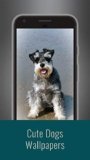 Aplicaciones Perros