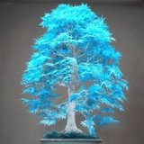 semillas del árbol de arce azul 10 bonsai semillas de árboles bonsai. azul cielo rara japoneses plantas de semillas de arce Balcón para el jardín de.