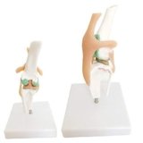 Articulacion Rodilla De Perro