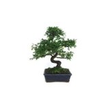 EL MEJOR MISTRAL BONSAI